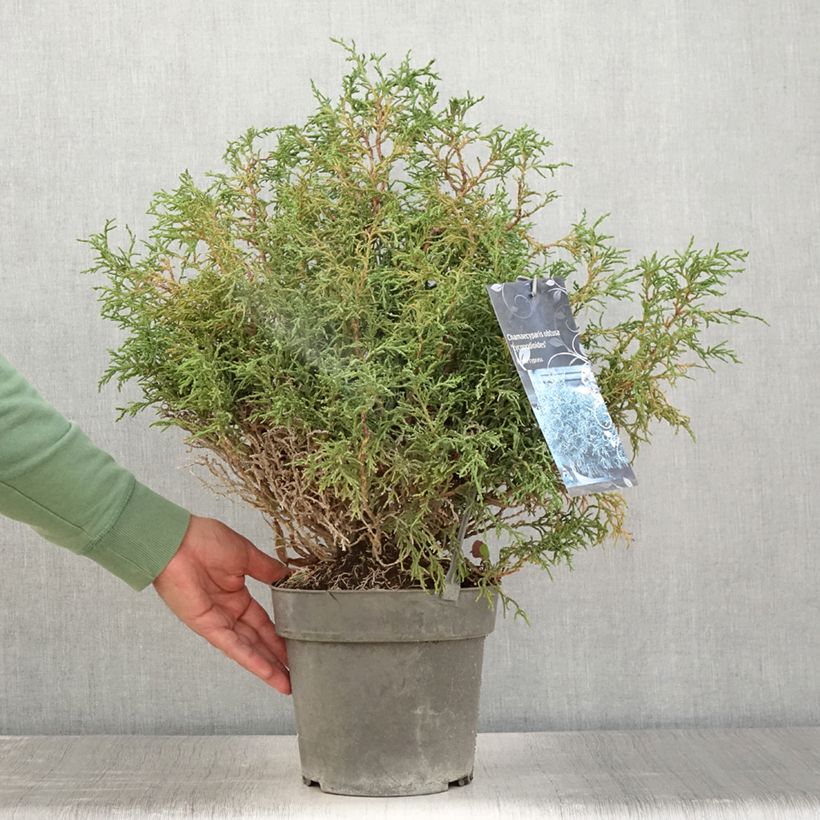 Example of Chamaecyparis obtusa Lycopodioides Topf mit 4L/5L as you get in ete