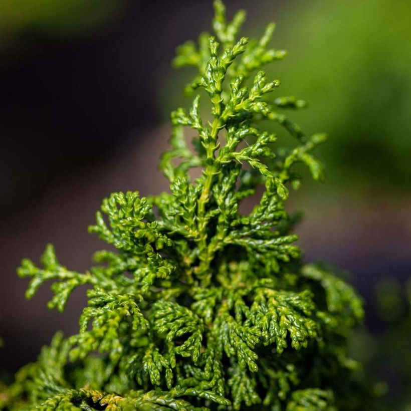 Chamaecyparis obtusa Maureen (Foliage)