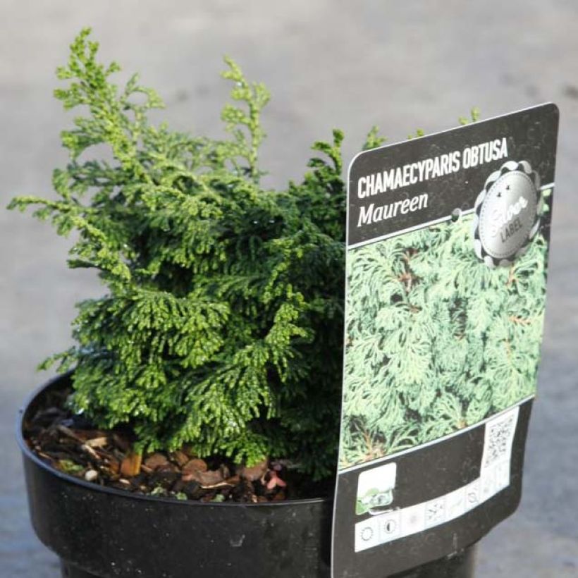 Chamaecyparis obtusa Maureen (Plant habit)