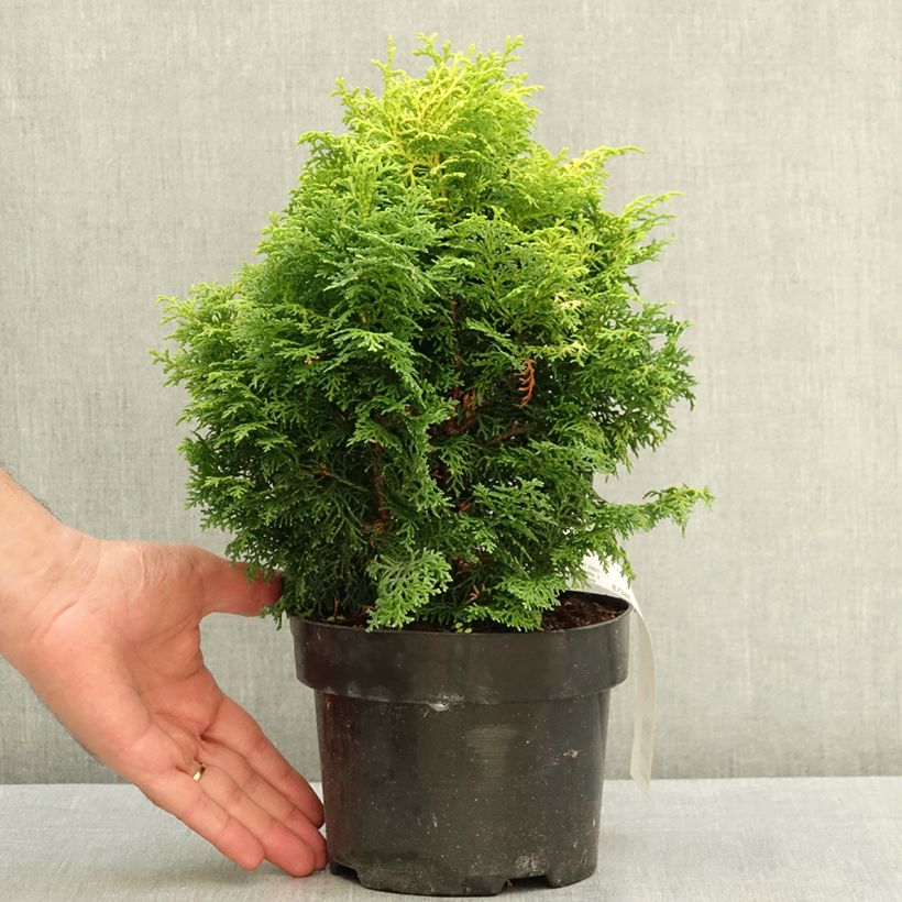 Exemplar von Chamaecyparis obtusa Melody Topf mit 2L/3L wie im Sommer geliefert