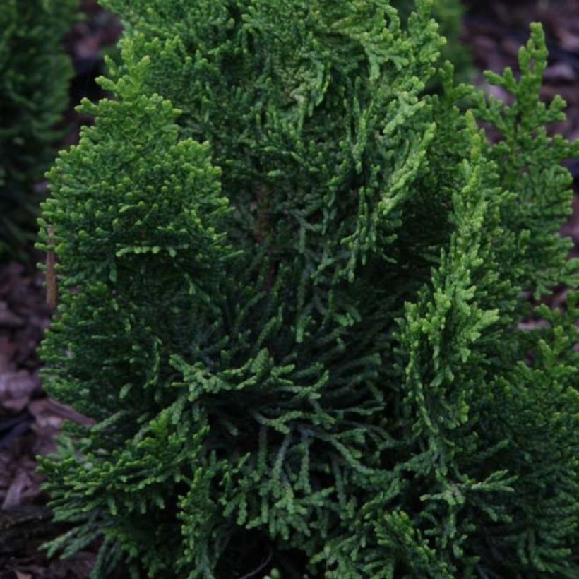 Chamaecyparis obtusa Meroki Twin (Foliage)