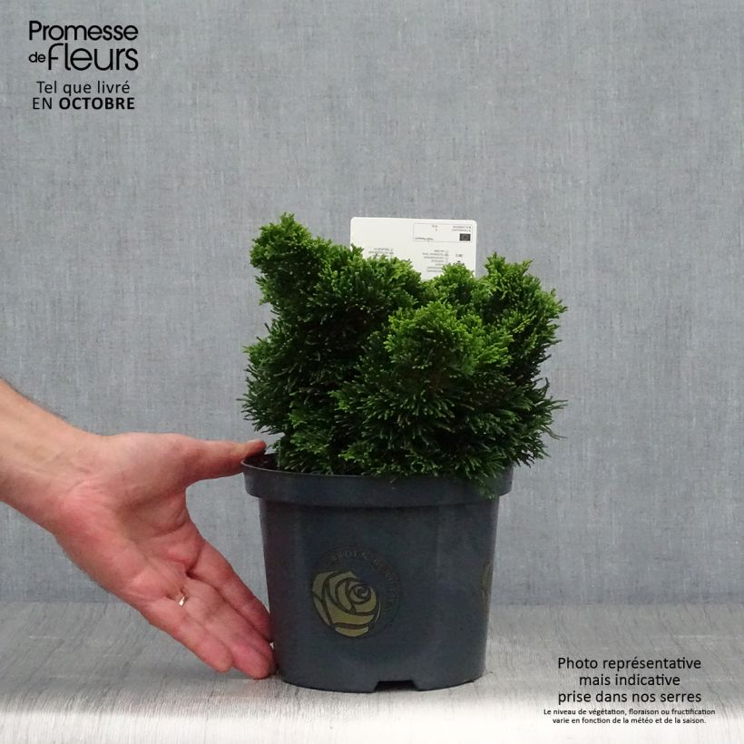 Example of Chamaecyparis obtusa Nana Gracilis Topf mit 2L/3L as you get in automne