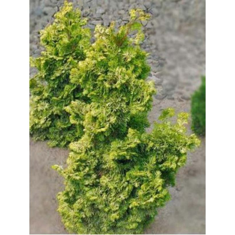 Chamaecyparis obtusa Rashahiba (Plant habit)