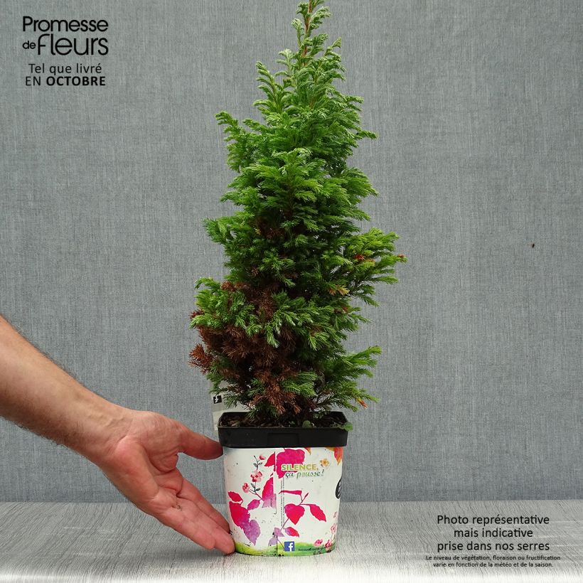 Example of Chamaecyparis pisifera Boulevard Topf mit 2L/3L as you get in automne