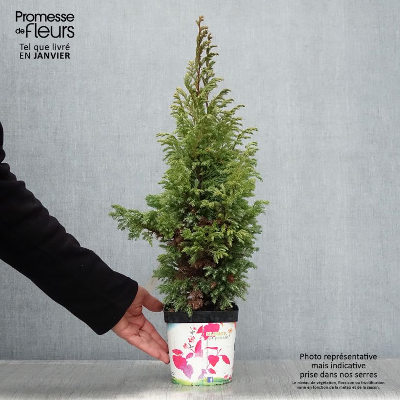 Exemplar von Chamaecyparis pisifera Boulevard Topf mit 2L/3L wie im Winter geliefert