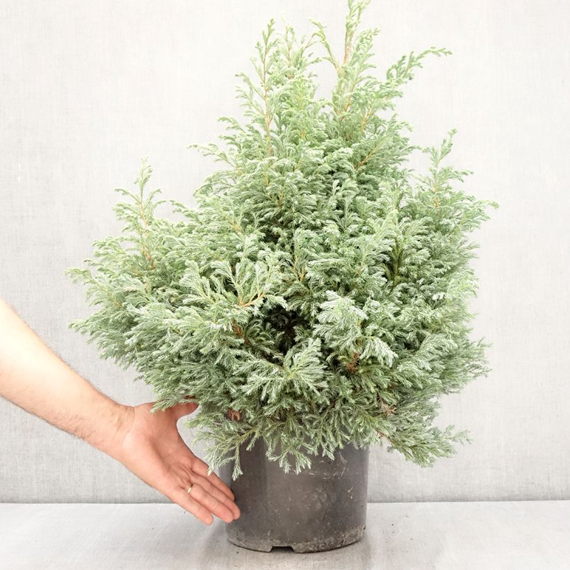 Example of Chamaecyparis pisifera Boulevard Topf mit 7,5L/10L as you get in ete