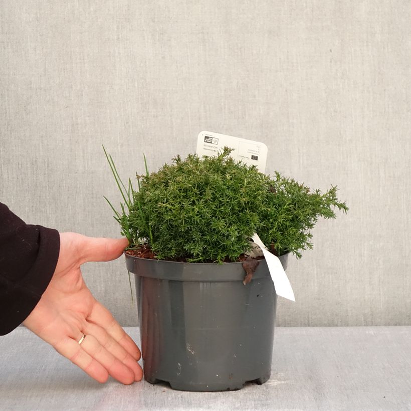 Exemplar von Chamaecyparis pisifera Cumulus - Sawara-Scheinzypresse Topf mit 2L/3L wie im Winter geliefert