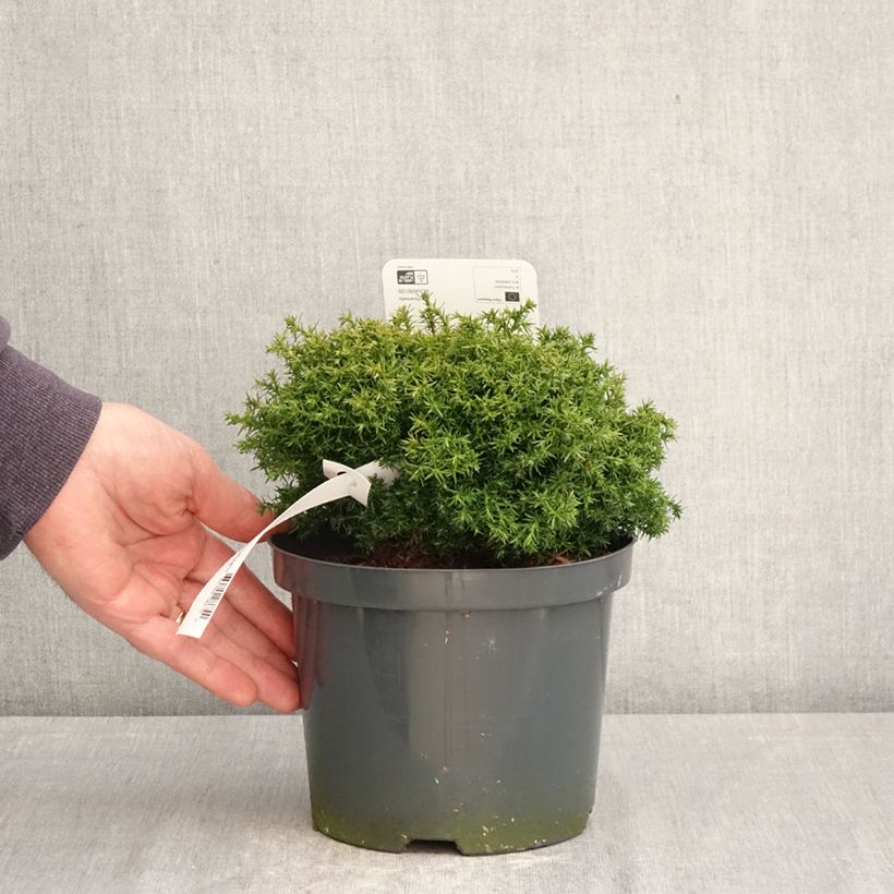 Exemplar von Chamaecyparis pisifera Cumulus - Sawara-Scheinzypresse Topf mit 2L/3L wie im Frühjahr geliefert