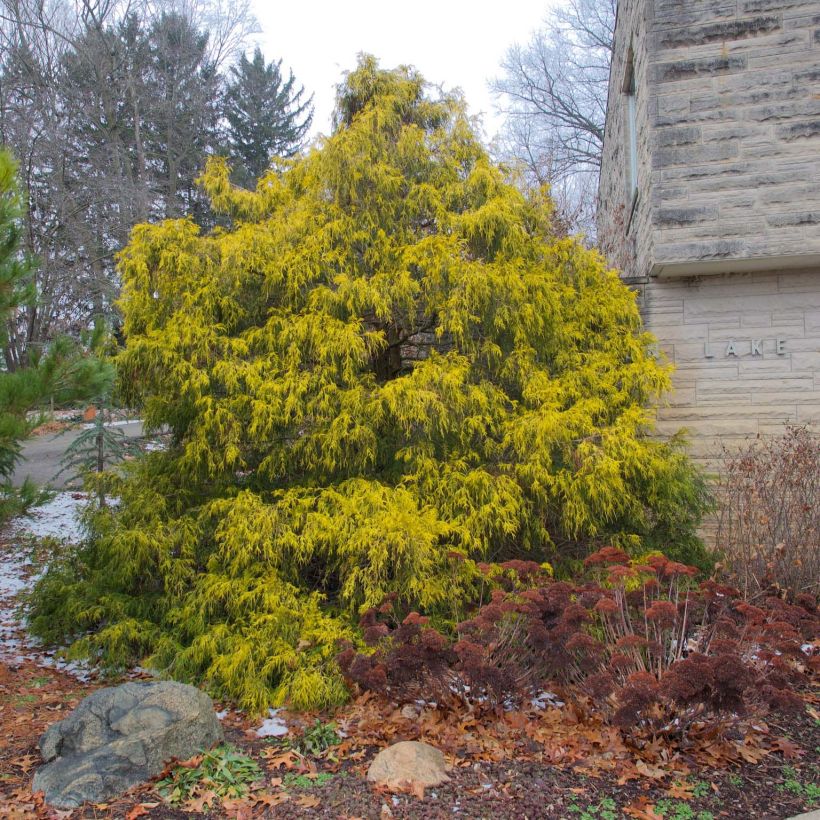 Chamaecyparis pisifera Filifera Aurea (Plant habit)