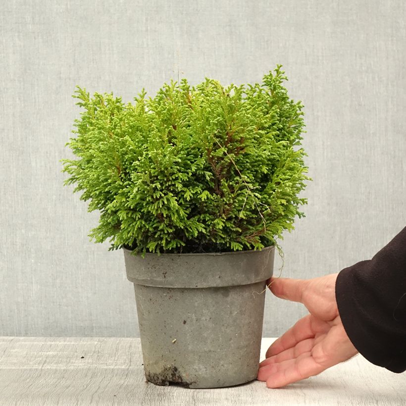 Example of Chamaecyparis pisifera Plumosa Compressa Topf mit 2L/3L as you get in automne