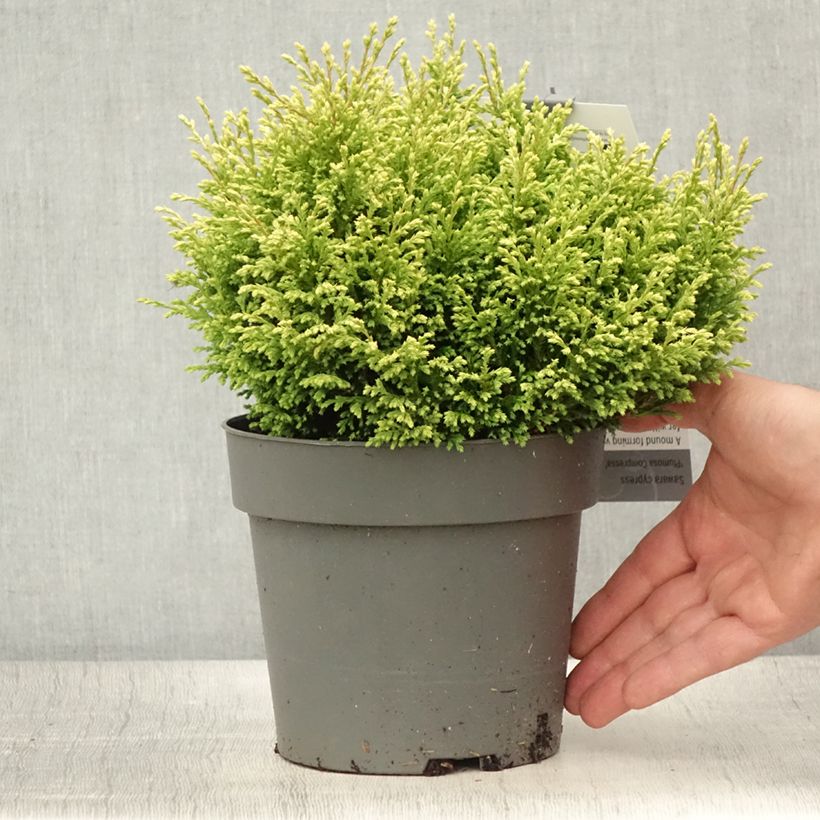 Exemplar von Chamaecyparis pisifera Plumosa Compressa Topf mit 2L/3L wie im Sommer geliefert