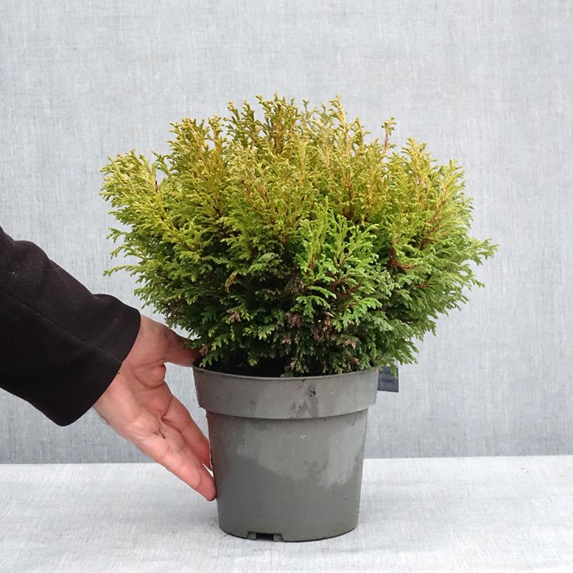 Exemplar von Chamaecyparis pisifera Plumosa Compressa Topf mit 2L/3L wie im Winter geliefert