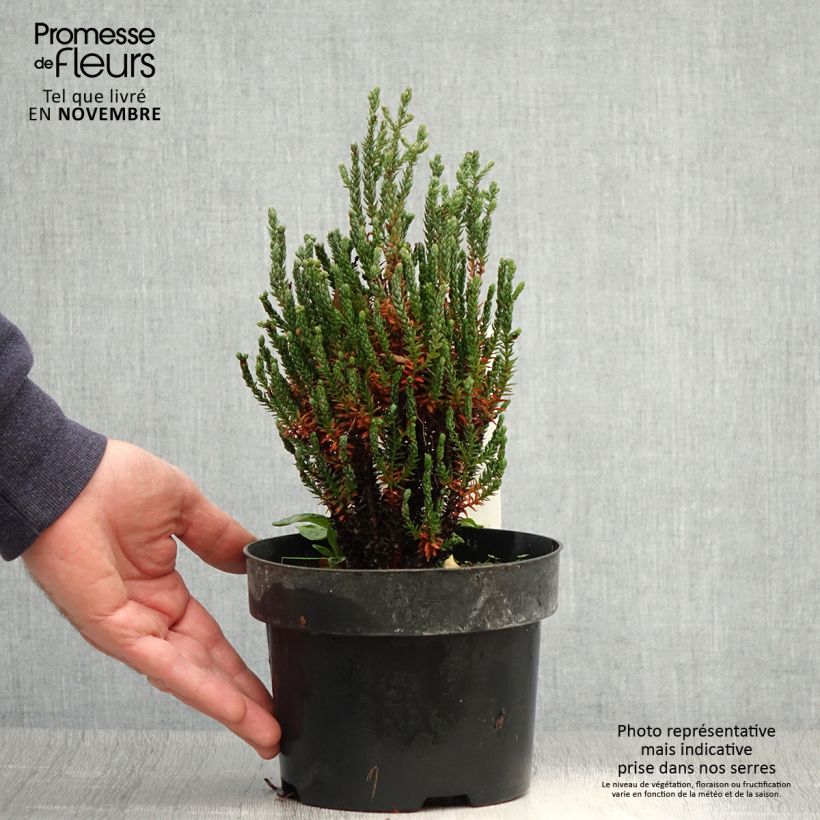 Example of Chamaecyparis thyoides Blue Rock Topf mit 2L/3L as you get in automne