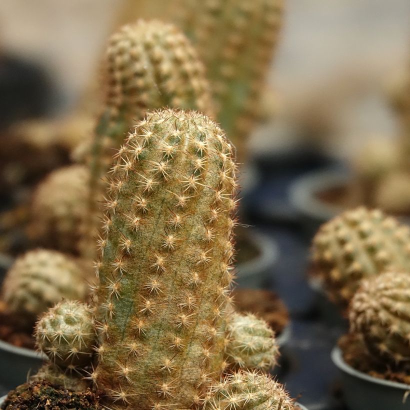 Kaktus - Chamaelobivia Paolinae (Laub)