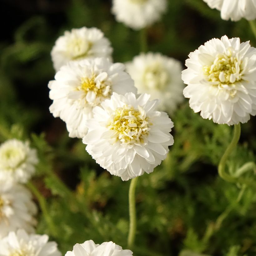 Chamaemelum nobile Flore Pleno - Römische Hundskamille (Flowering)
