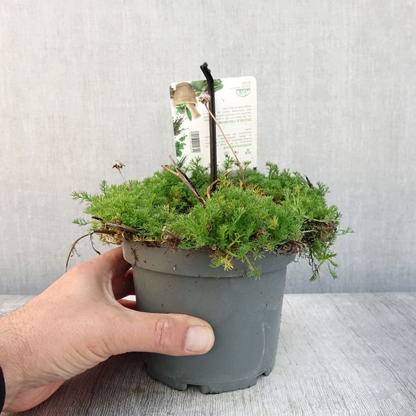 Example of Chamaemelum nobile Flore Pleno - Römische Hundskamille Topf mit 1,5L/2L as you get in automne