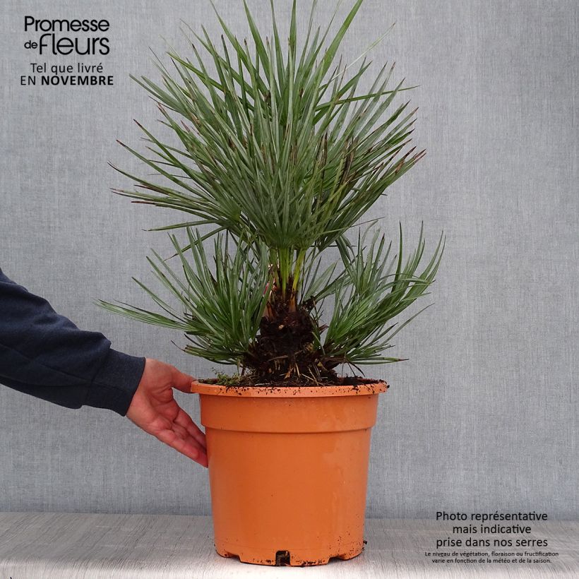 Example of Chamaerops humilis var. cerifera - Zwergpalme Topf mit 7,5L/10L as you get in automne