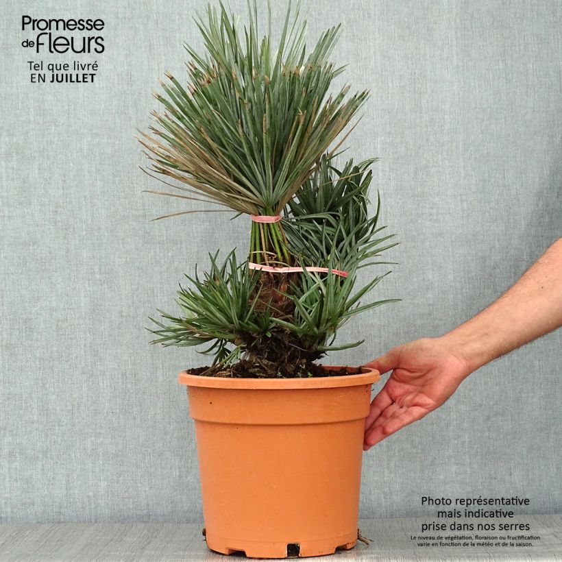 Exemplar von Chamaerops humilis var. cerifera - Zwergpalme Topf mit 7,5L/10L wie im Sommer geliefert