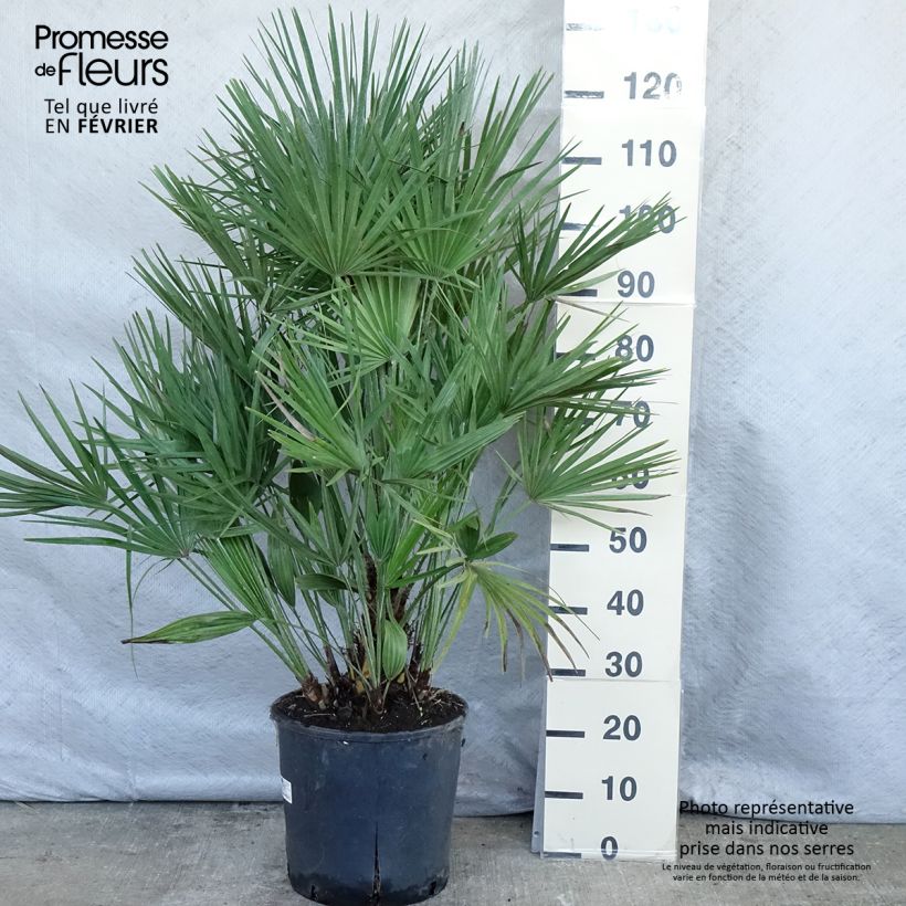 Exemplar von Chamaerops humilis - Zwergpalme Topf mit 12L/15L wie im Winter geliefert