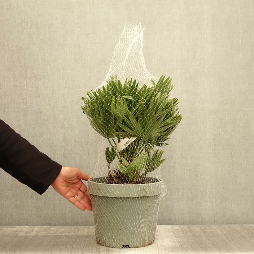 Example of Chamaerops humilis Vulcano - Zwergpalme Topf mit 4L/5L as you get in automne