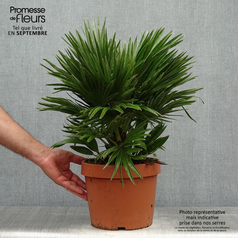 Example of Chamaerops humilis Vulcano - Zwergpalme Topf mit 6L/7L as you get in automne