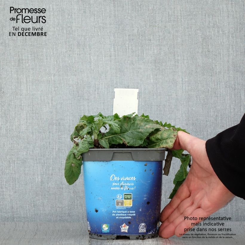 Example of Blaue Kugeldistel - Echinops ritro Topf mit 2L/3L as you get in automne