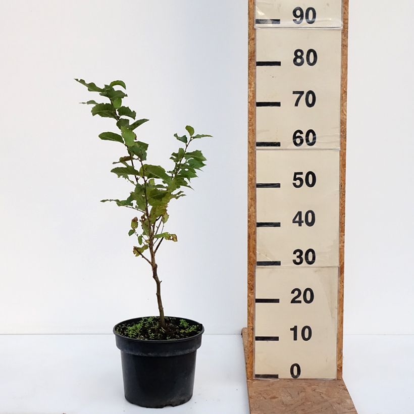 Exemplar von Europäische Hopfenbuche Marja Findling - Ostrya carpinifolia Topf mit 4L/5L wie im Herbst geliefert