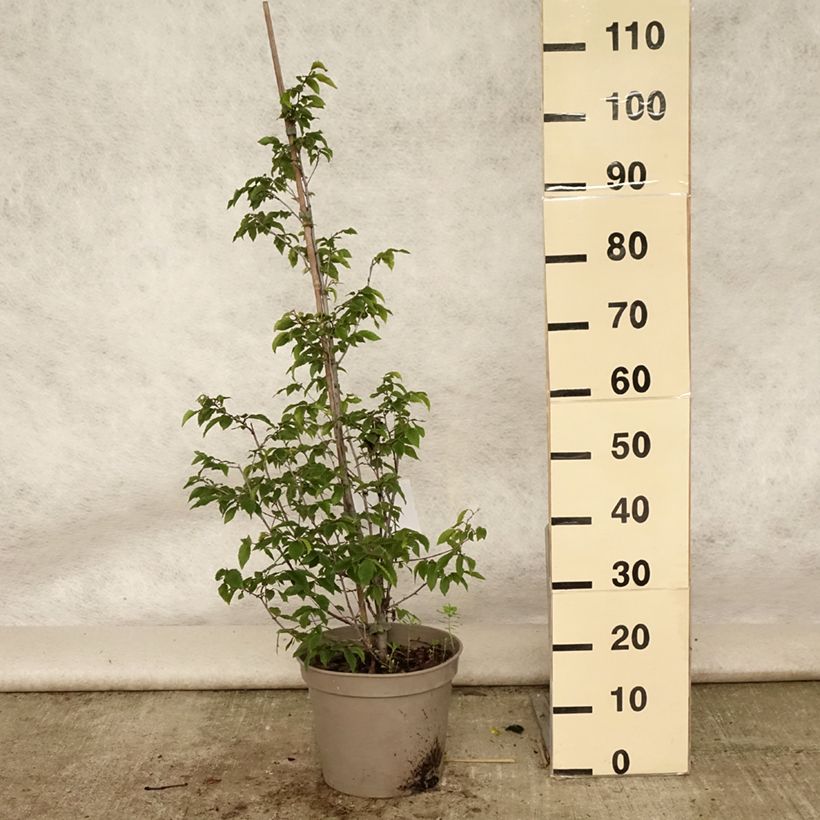 Example of Europäische Hopfenbuche - Ostrya carpinifolia Topf mit 7,5L/10L as you get in ete