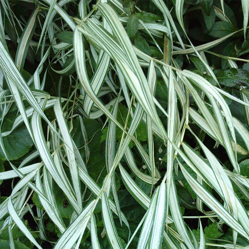 Chasmanthium latifolium River Mist - Plattähren-Gras (Flowering)