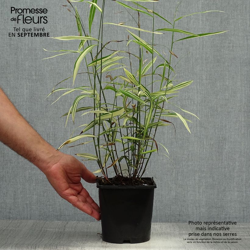 Example of Chasmanthium latifolium River Mist - Plattähren-Gras Topf mit 2L/3L as you get in automne
