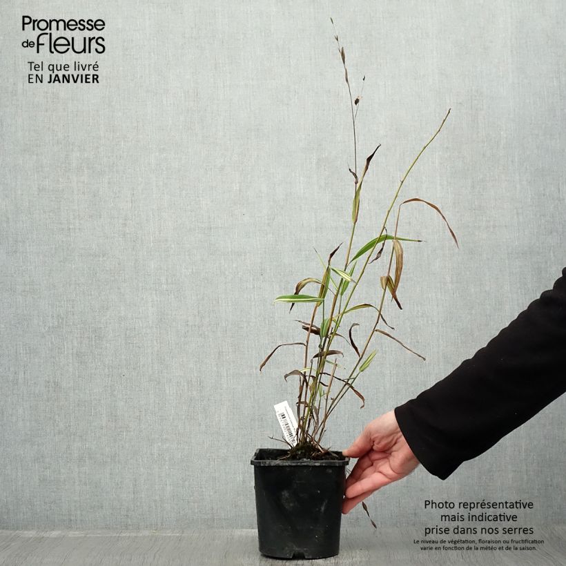 Exemplar von Chasmanthium latifolium River Mist - Plattähren-Gras Topf mit 2L/3L wie im Winter geliefert