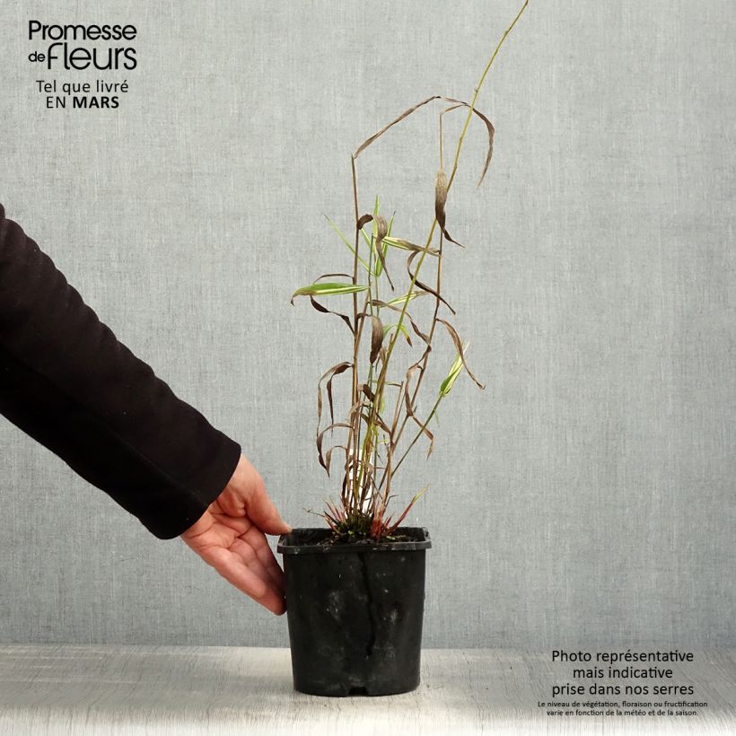 Exemplar von Chasmanthium latifolium River Mist - Plattähren-Gras Topf mit 2L/3L wie im Frühjahr geliefert