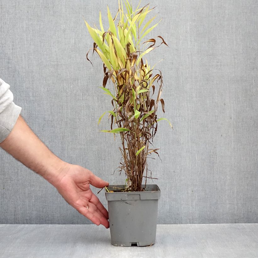 Exemplar von Chasmanthium latifolium - Plattähren-Gras Topf mit 2L/3L wie im Herbst geliefert