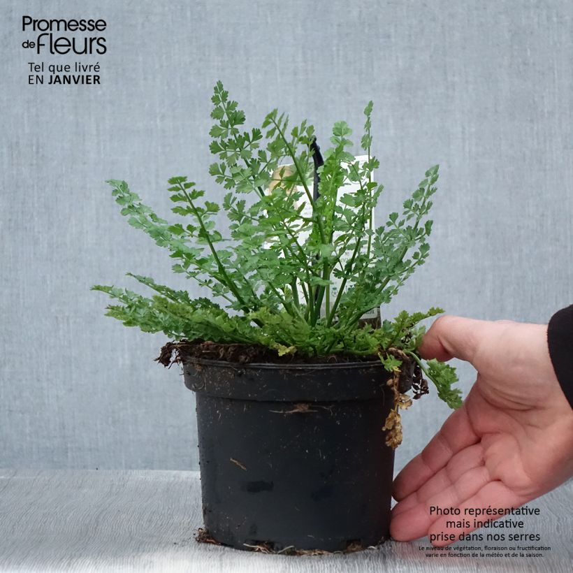 Exemplar von Bunium bulbocastanum - Knollenkümmel Topf mit 1,5L/2L wie im Winter geliefert