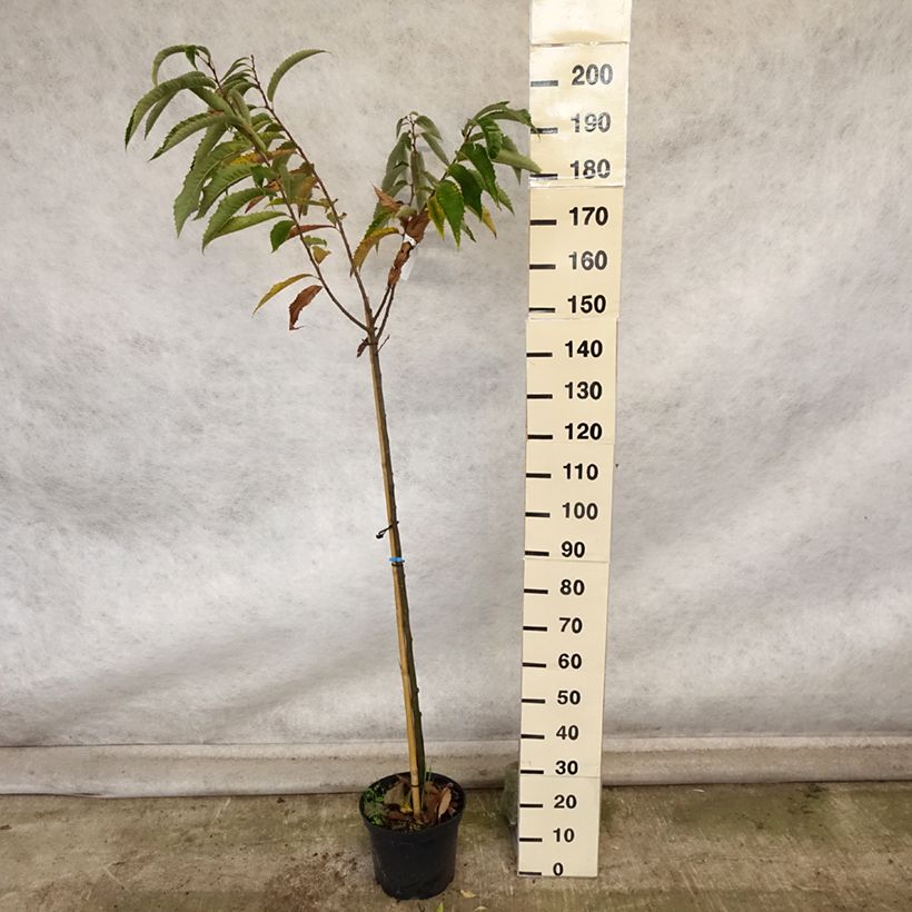 Example of Esskastanie Maraval - Castanea sativa Topf mit 12L/15L as you get in automne