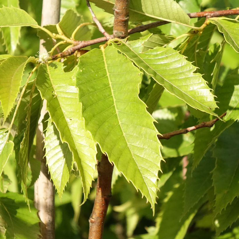 Esskastanie Marigoule - Castanea sativa (Foliage)