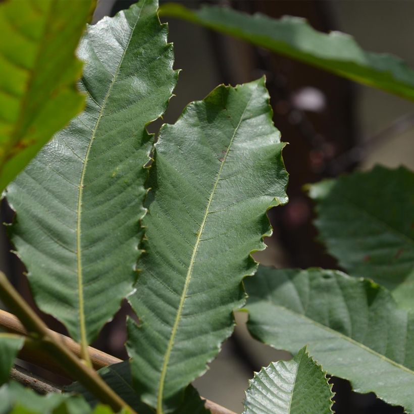 Esskastanie Marron de Lyon - Castanea sativa (Foliage)