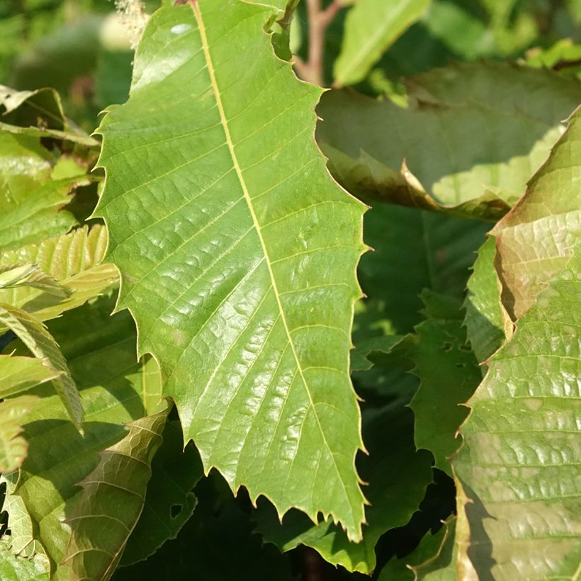 Esskastanie Marsol - Castanea sativa (Foliage)