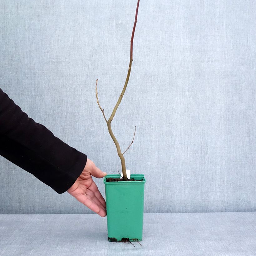 Example of Esskastanie Marsol - Castanea sativa Topf 10 cm/11cm as you get in hiver