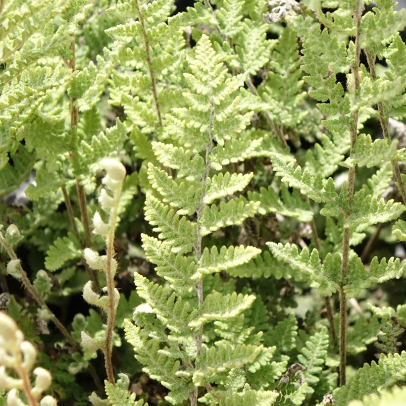 Cheilanthes lanosa Cimbra - Lippenfarn (Foliage)