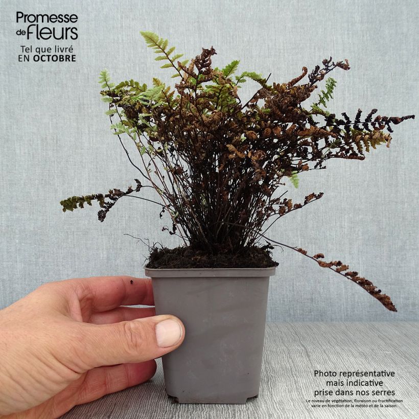 Example of Cheilanthes lanosa - Lippenfarn Kleine Töpfe von 8/9 cm as you get in automne