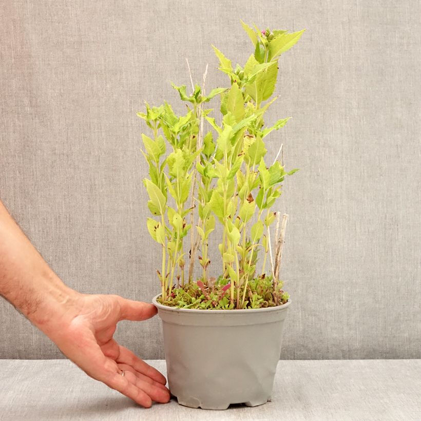 Example of Chelone obliqua - Schildblume Topf mit 2L/3L as you get in ete