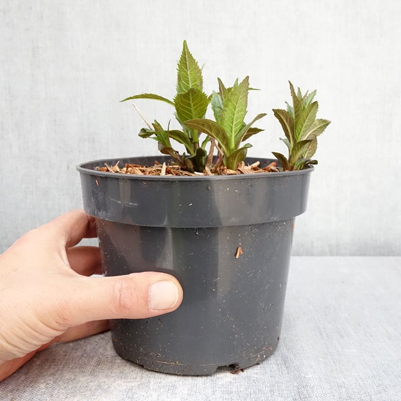 Exemplar von Chelone obliqua - Schildblume Topf mit 2L/3L wie im Frühjahr geliefert