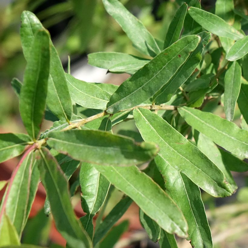 Quercus phellos - Weiden-Eiche (Foliage)