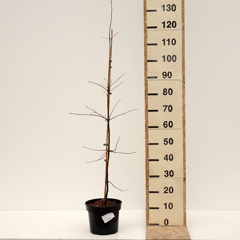 Example of Quercus phellos - Weiden-Eiche Topf mit 4L/5L as you get in hiver