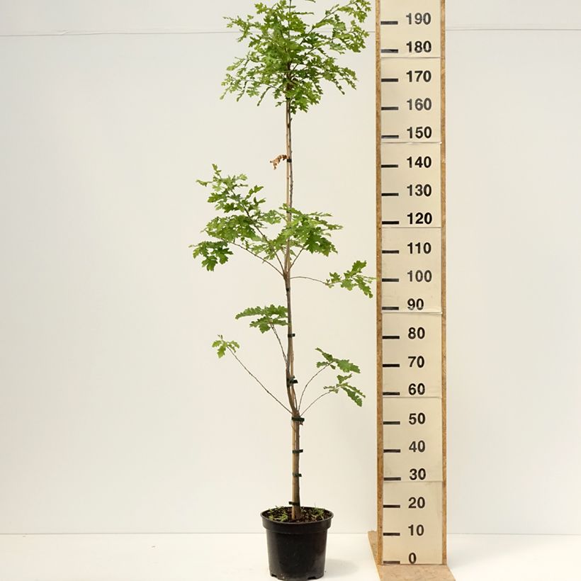 Example of Quercus cerris Curly Head - Zerr-Eiche Topf mit 7,5L/10L as you get in printemps