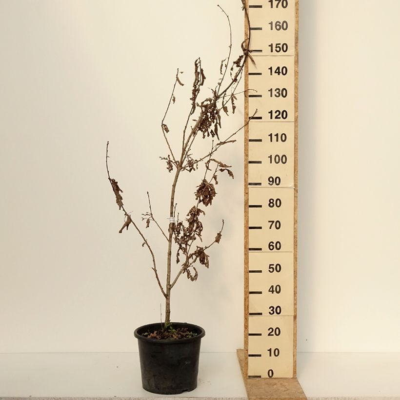 Example of Quercus bimundorum Crimson spire - Säulen-Eiche Topf mit 7,5L/10L as you get in hiver