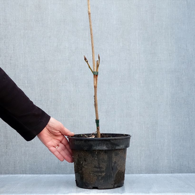 Exemplar von Quercus pontica - Armenische Eiche Topf mit 4L/5L wie im Herbst geliefert