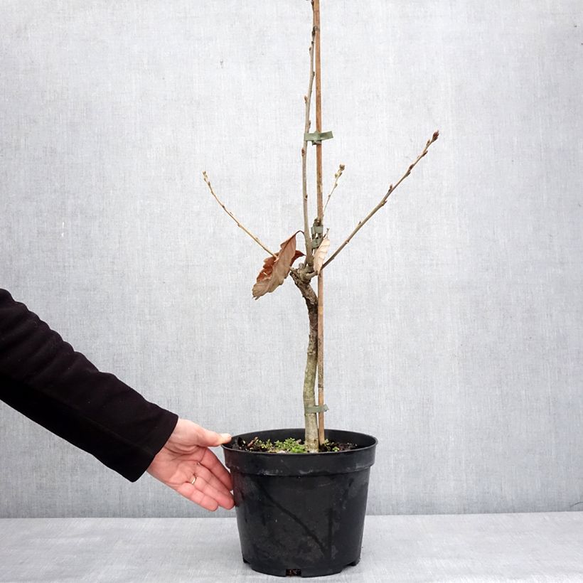 Example of Quercus aliena - Orientalische Weiß-Eiche Topf mit 4L/5L as you get in hiver