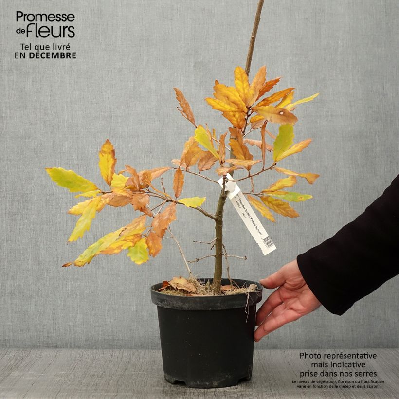 Example of Quercus turneri var.pseudoturneri Spencer Turner - Turner-Eiche Topf mit 4L/5L as you get in automne
